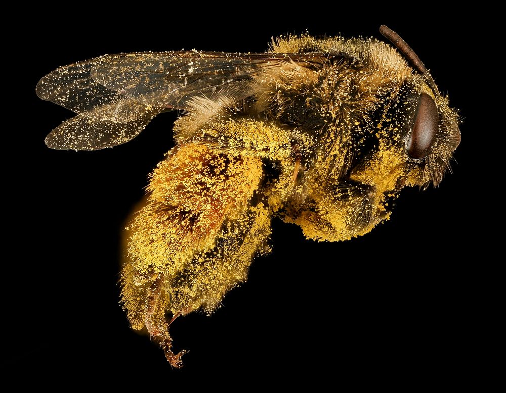 Hairy bee on black background. Original public domain image from Flickr