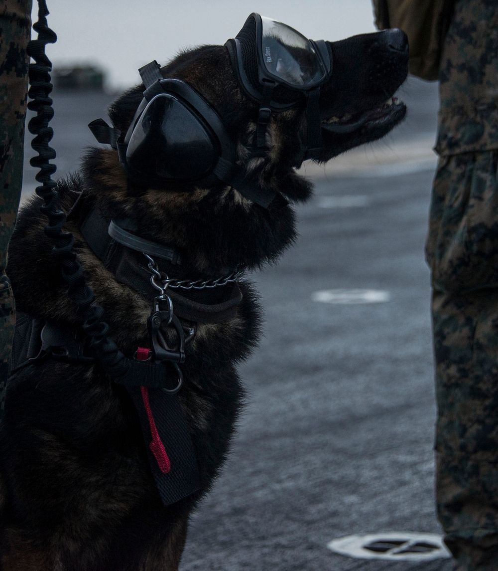 MEDITERRANEAN SEA (March 4, 2018) Spidey, a military working dog assigned to Law Enforcement Det., 26th Marine Expeditionary…