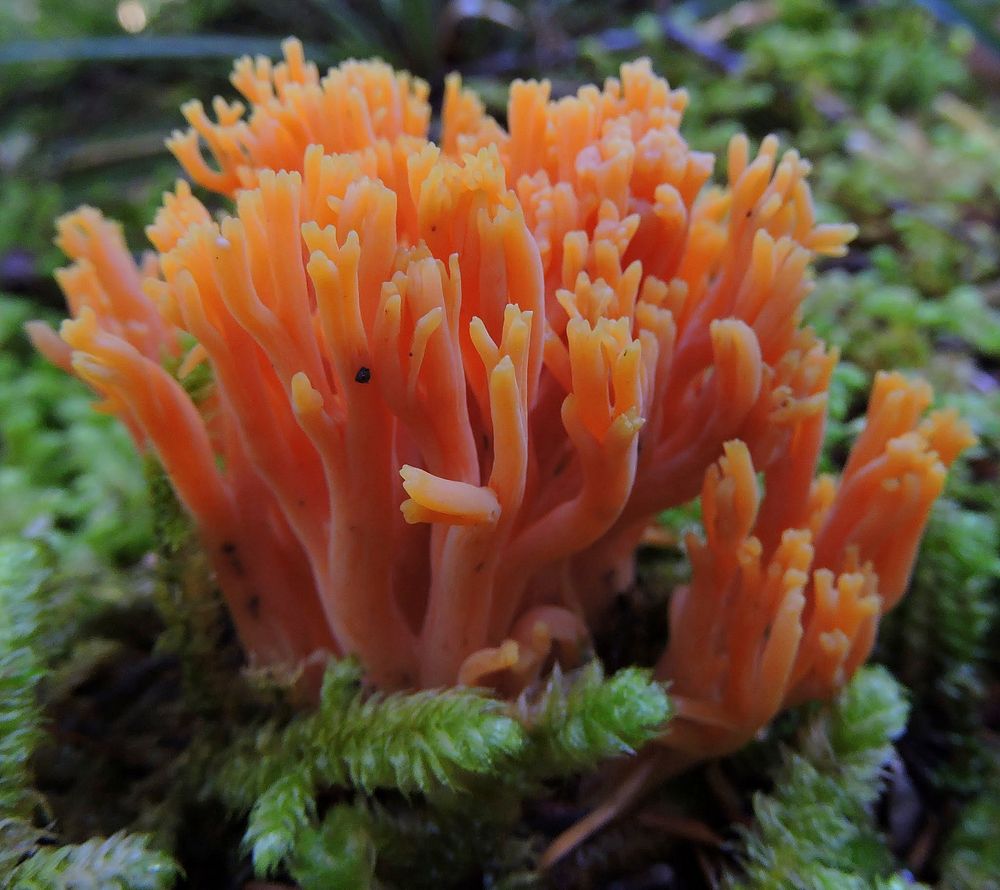 Orange coral fungus in aquarium. Original public domain image from Flickr