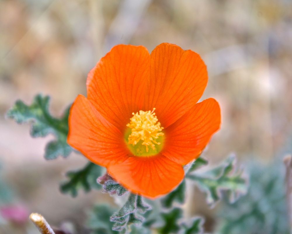 Orange poppy. Original public domain image from Flickr