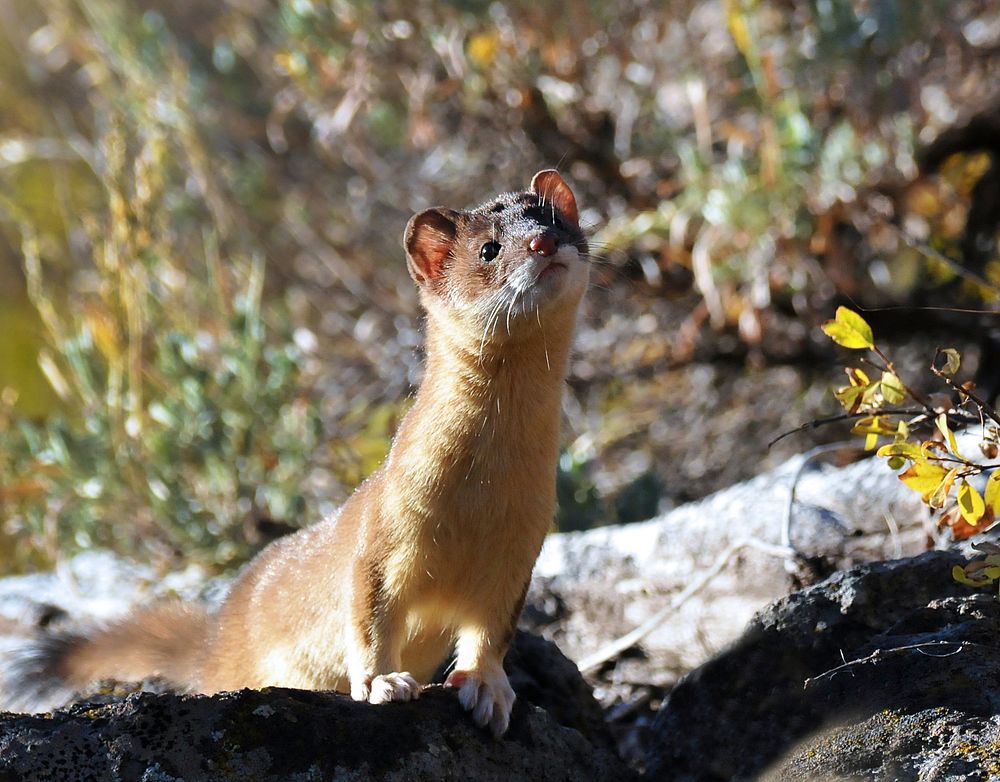 A rare occasion when this Long-tailed weasel came to check me out as I traversed a slope while chasing a bugling bull elk.…