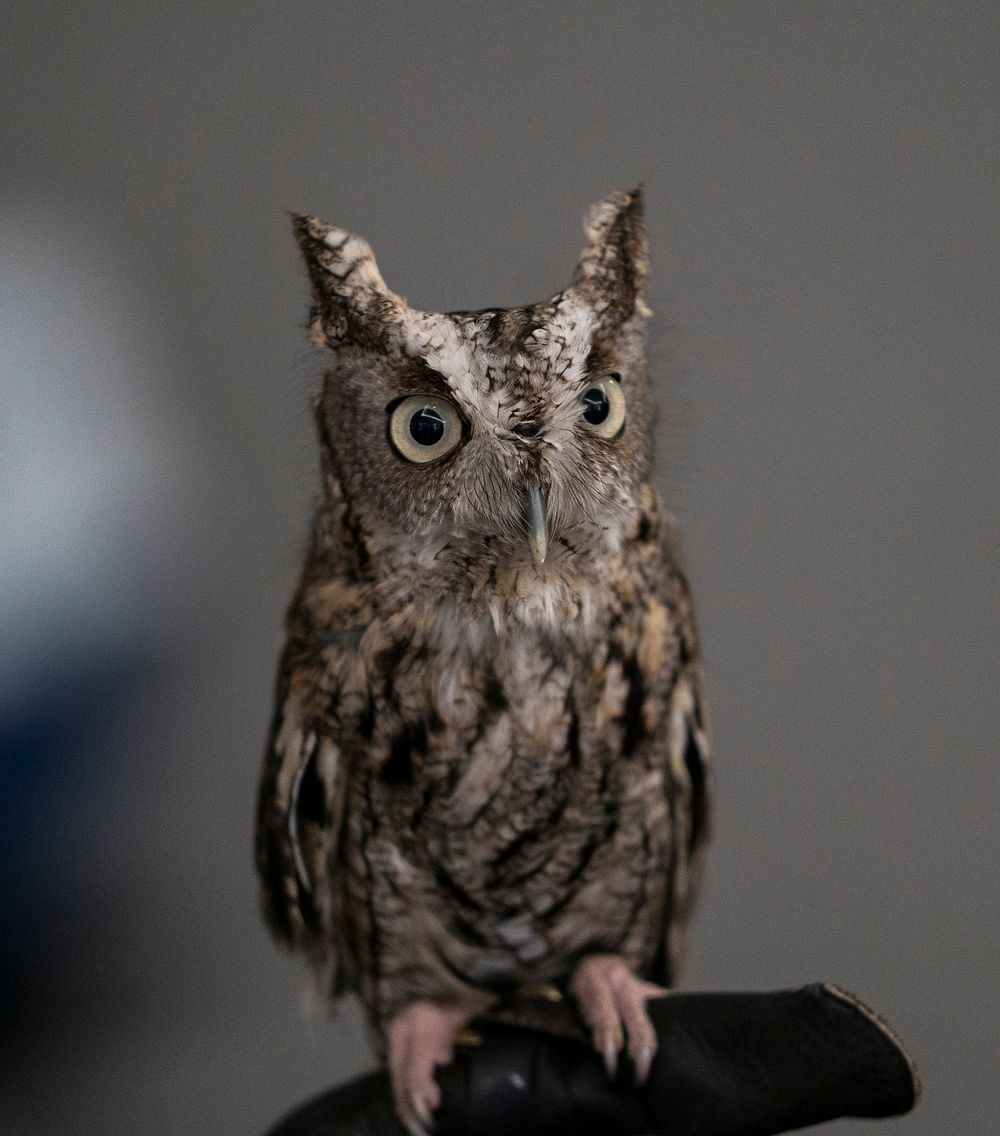 Jo Santiago, a wildlife biologist and a raptor rehabilitation specialist, handles Isaiah, an Eastern Screech Owl during a…