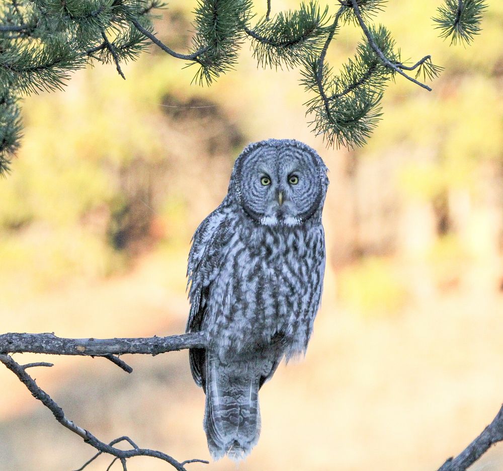 Great gray owl on tree. Original public domain image from Flickr