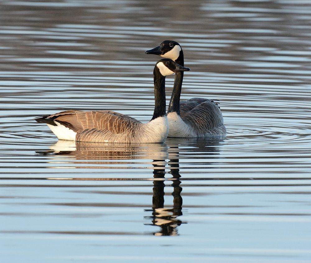 Canada Geese on the water. Original public domain image from Flickr