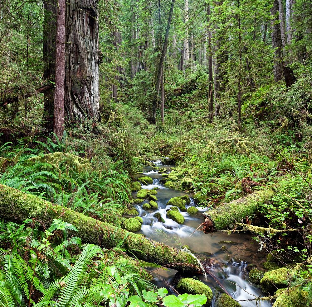 The 7,472-acre Headwaters Forest Reserve was established in 1999 after a decade-long grassroots effort to protect the…