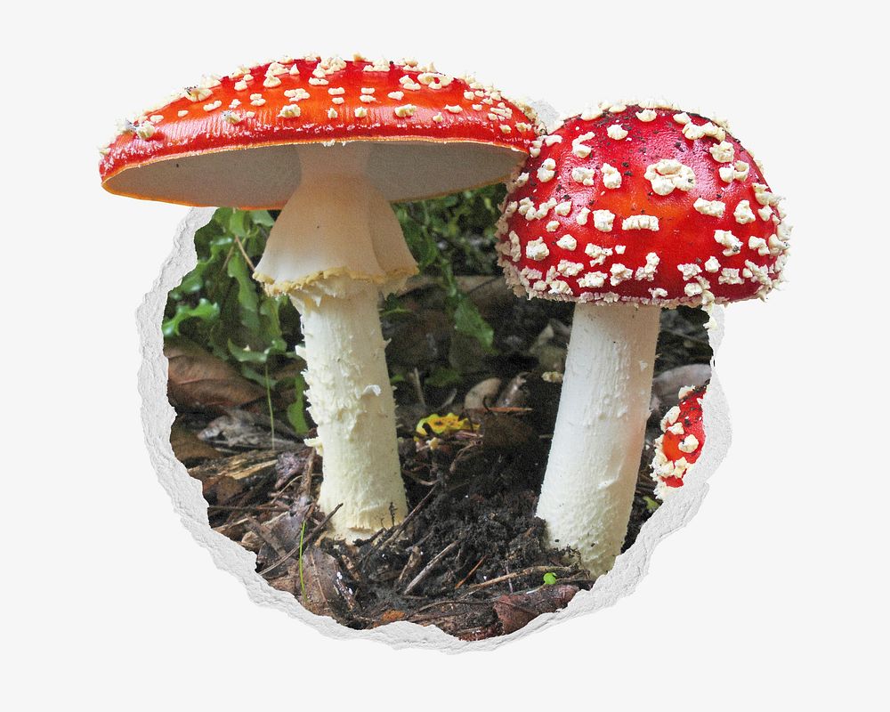 Poisonous mushroom ripped paper badge, plant photo
