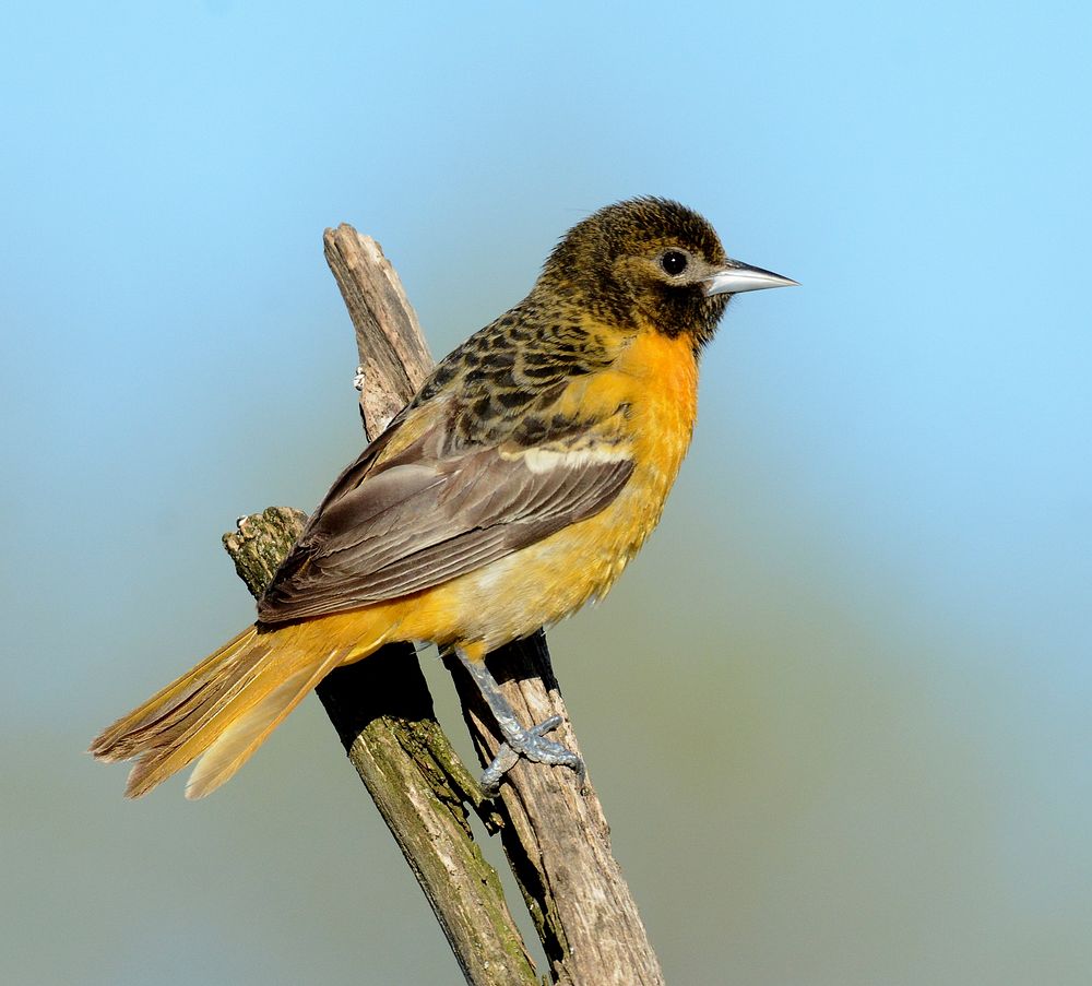 Baltimore Oriole perched on branch. Original public domain image from Flickr