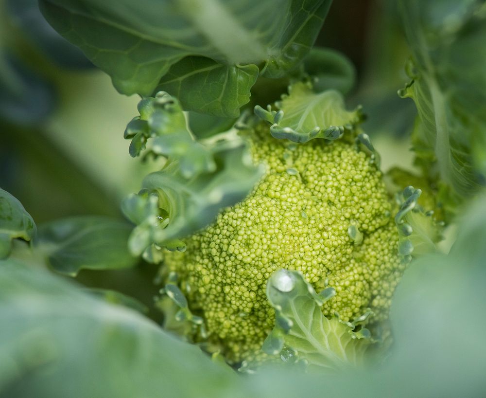 Broccoli growing in the U.S. Department of Agriculture (USDA) People's Garden, in Washington, D.C., on May 26, 2017.