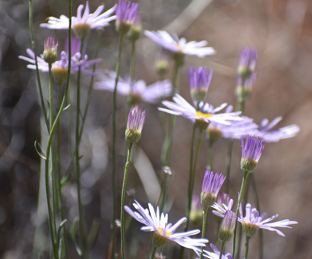 Mojave Aster. Original public domain image from Flickr