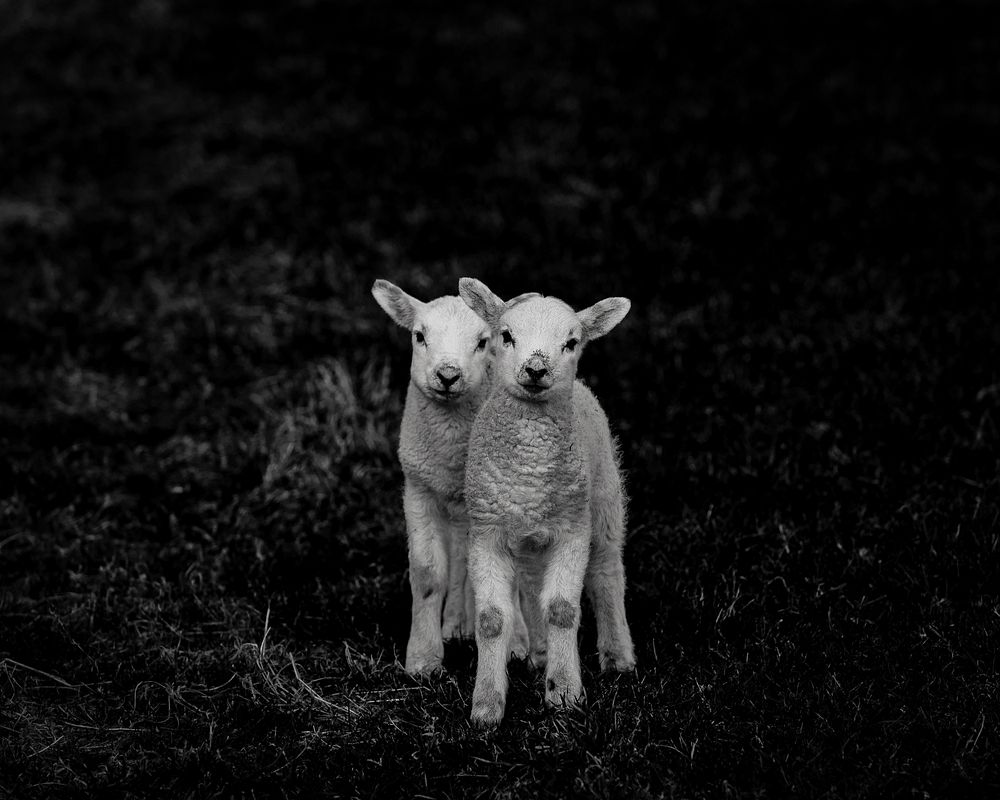 Baby sheep looking at camera. Original public domain image from Flickr