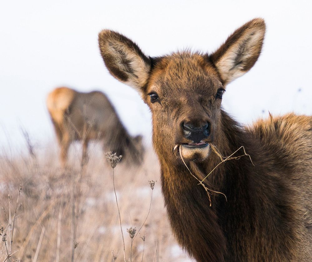 Elk grazing. A female elk at Neal Smith National Wildlife Refuge in Iowa. Original public domain image from Flickr