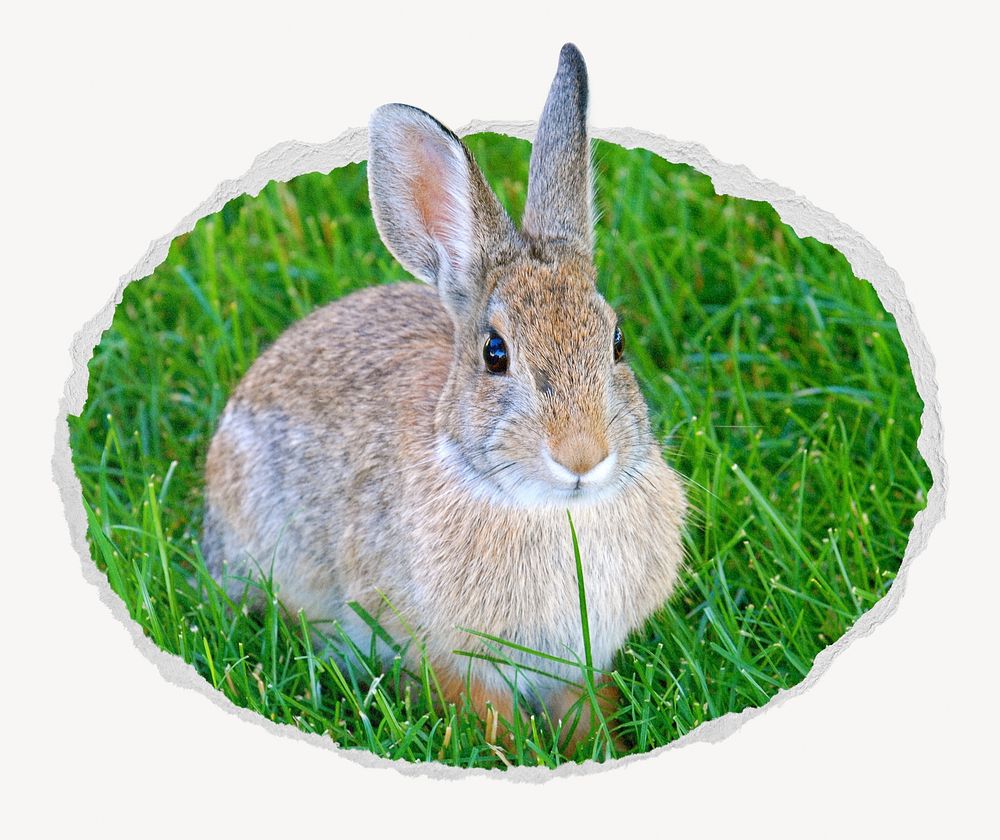 Cute bunny ripped paper badge, animal photo