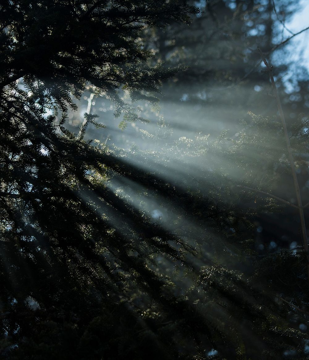 Smoke vapor from wood burning stoves flows past pine trees surrounding Shagawa Lake near the U.S. Department of Agriculture…