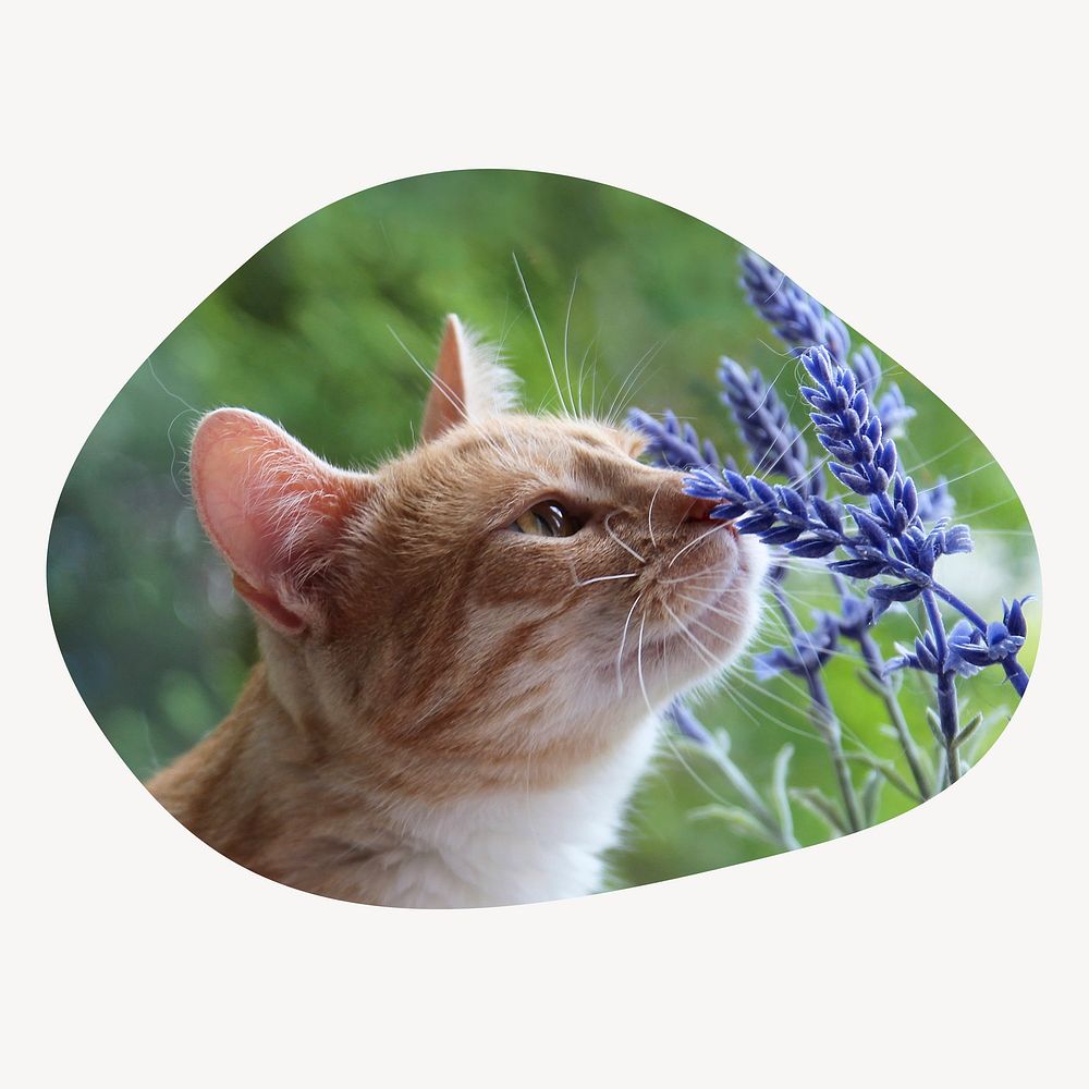 Cat smelling flower blob shape badge, Spring photo