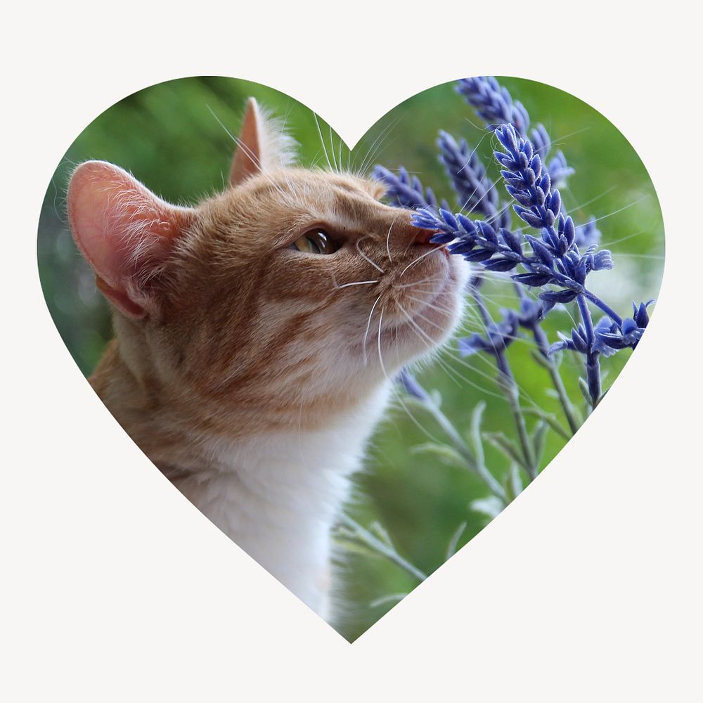 Cat smelling flower heart shape badge, Spring photo