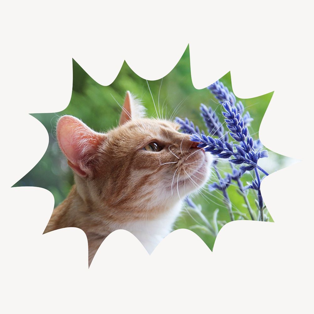Cat smelling flower bang  shape badge, Spring photo 