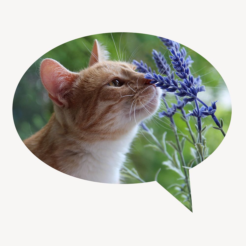 Cat smelling flower speech bubble badge, Spring photo