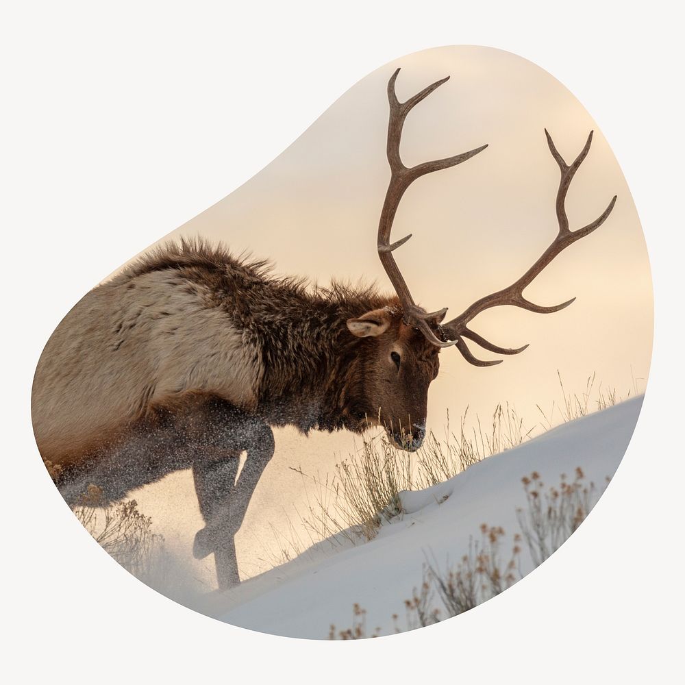 Elk wild animal blob shape badge, wildlife photo
