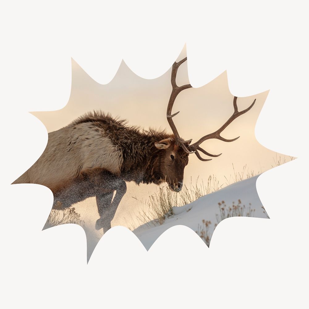 Elk wild animal bang  shape badge, wildlife photo