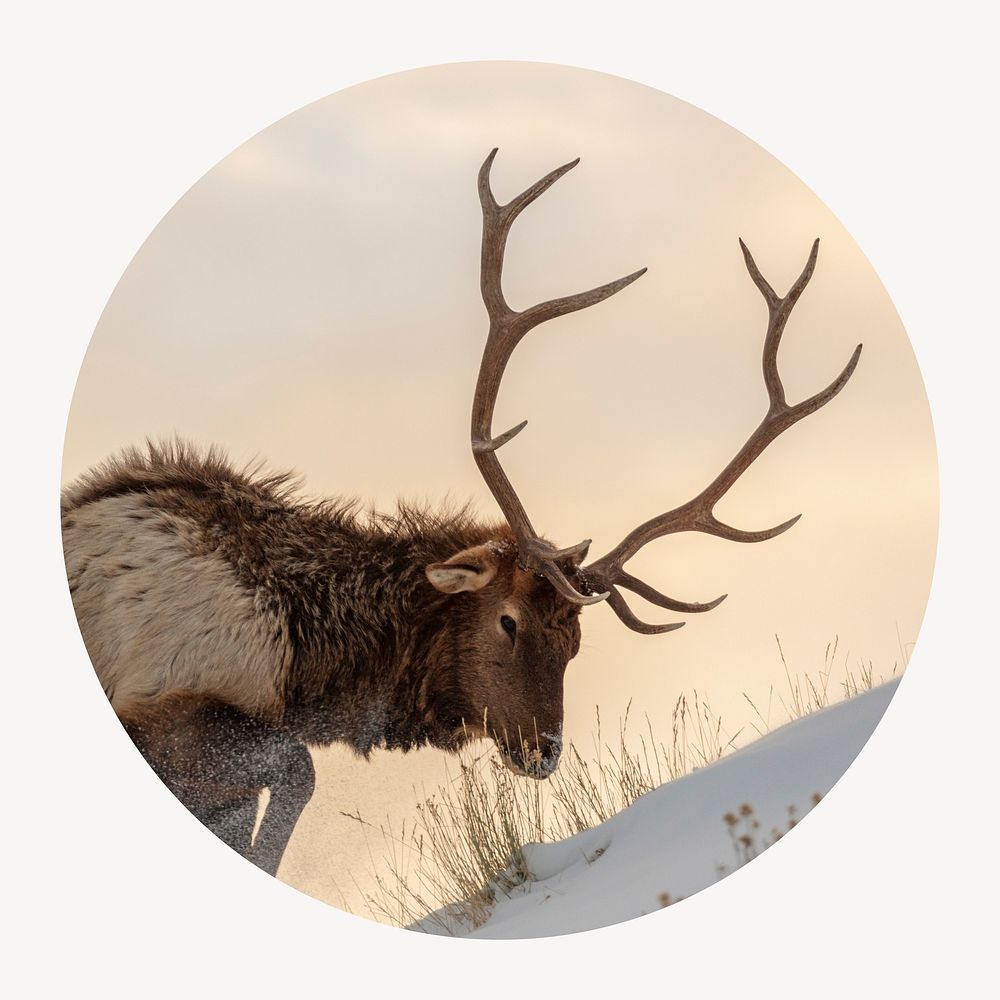 Elk hiking circle shape badge, wildlife photo