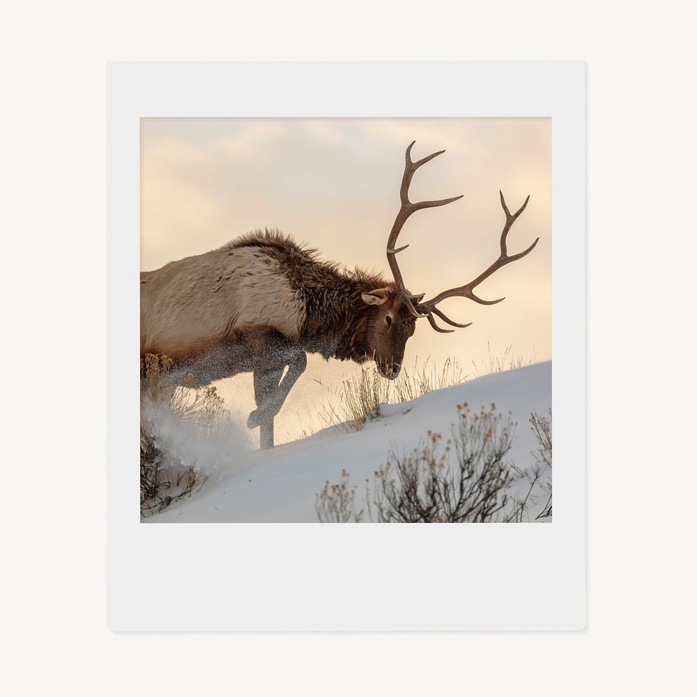 Elk wild animal instant photo, wildlife image