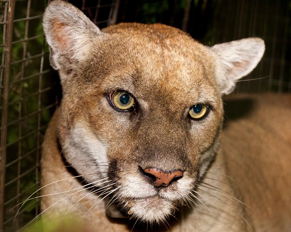 Cougar close up, wildlife photo. Original public domain image from Flickr