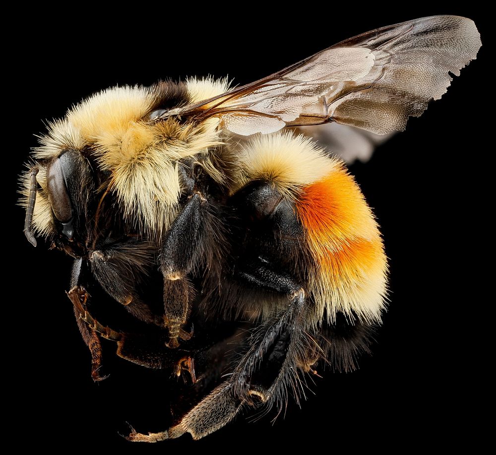 Hunt bumble bee, black background. Original public domain image from Flickr