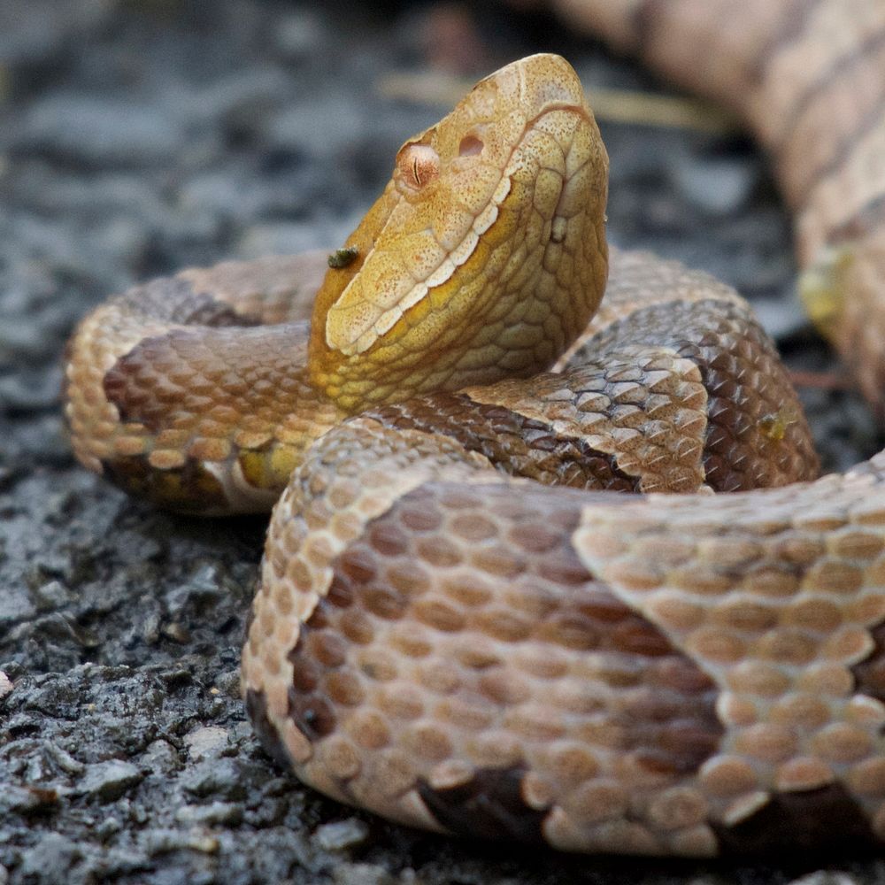 Northern CopperheadPhoto by Grayson Smith/USFWS. Original public domain image from Flickr