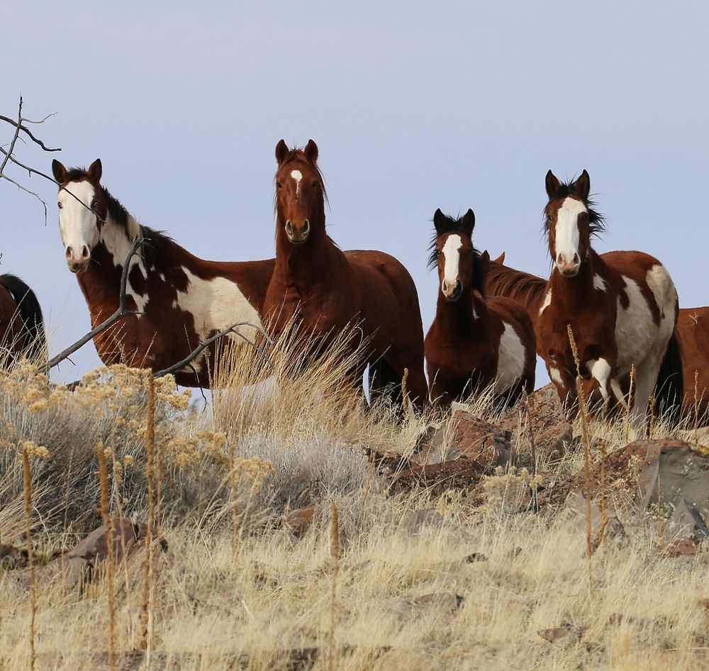 Wild horses on the range in northeast California. Original public domain image from Flickr