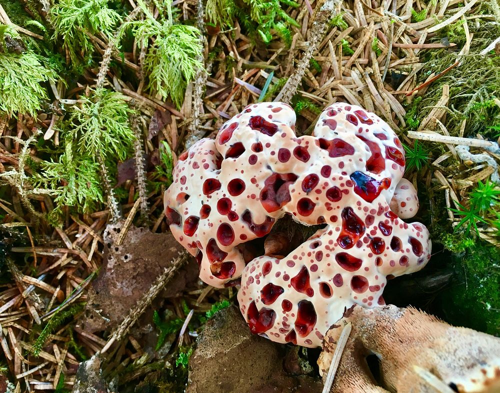 PLANTS, 1st Place. Bleeding Tooth Fungus (Hydnellum peckii) sprouts near Eagle River. Juneau Ranger District, Tongass…