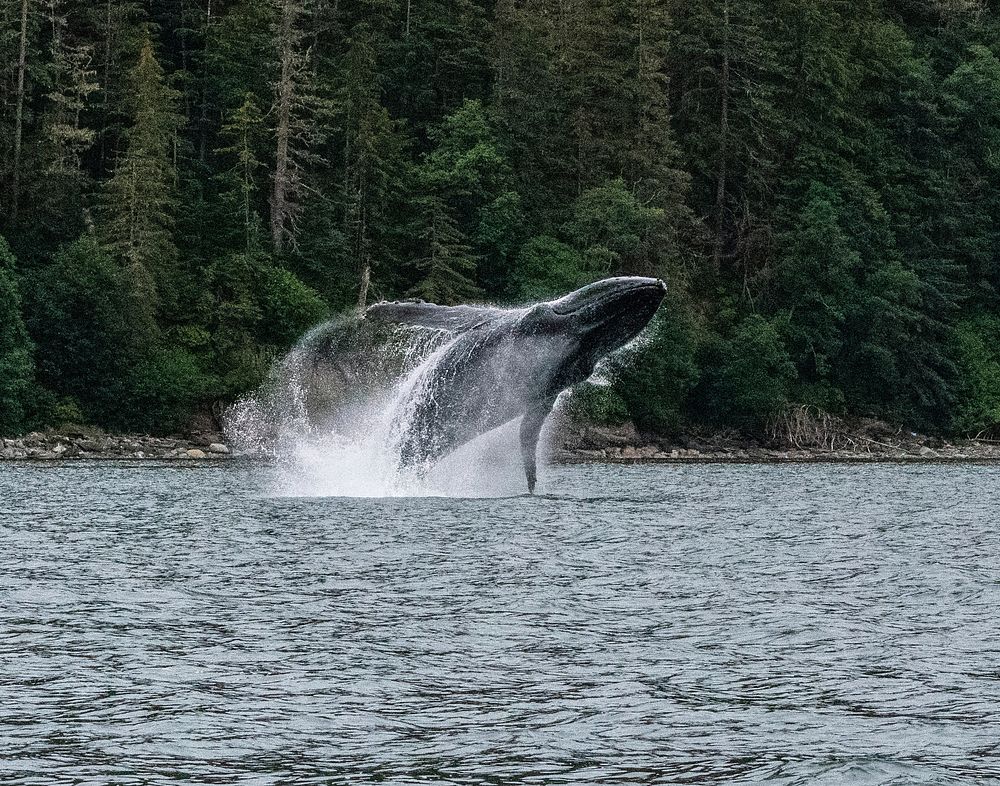 WILDLIFE, 1st Place. Whale breaching in the waters of the Tongass National Original public domain image from Flickr