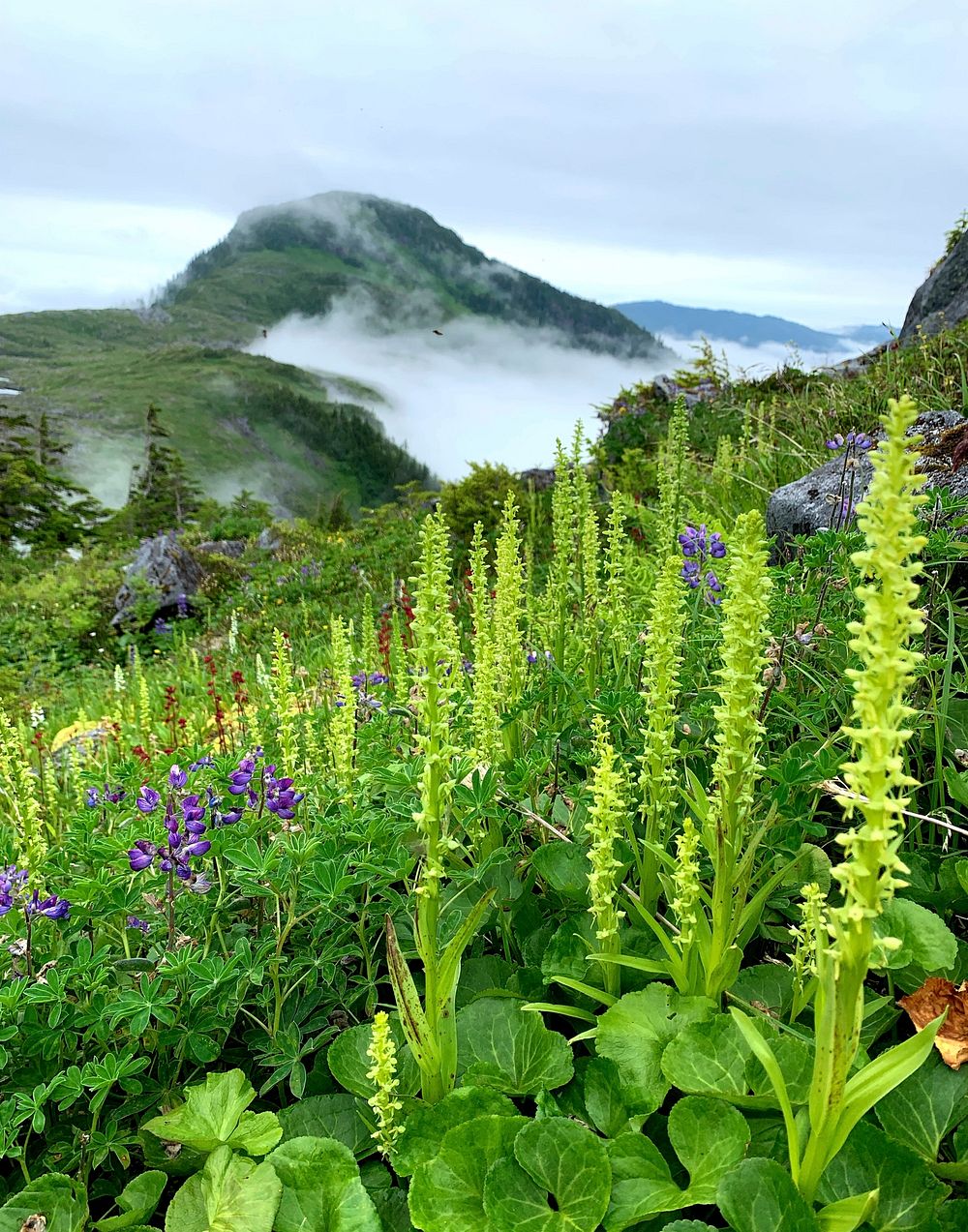 Lupine, leatherleaf saxifrage, and orchids on a foggy morning on Dude Mountain looking over to Brown Mountain, Ketchikan…