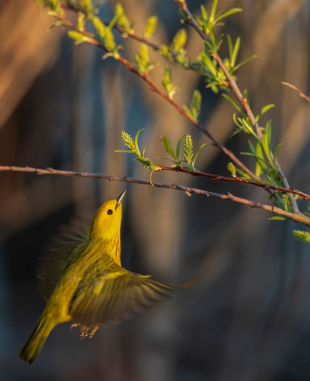 Yellow warbler. We spotted this yellow warbler at Shiawassee National Wildlife Refuge in Michigan. Original public domain…