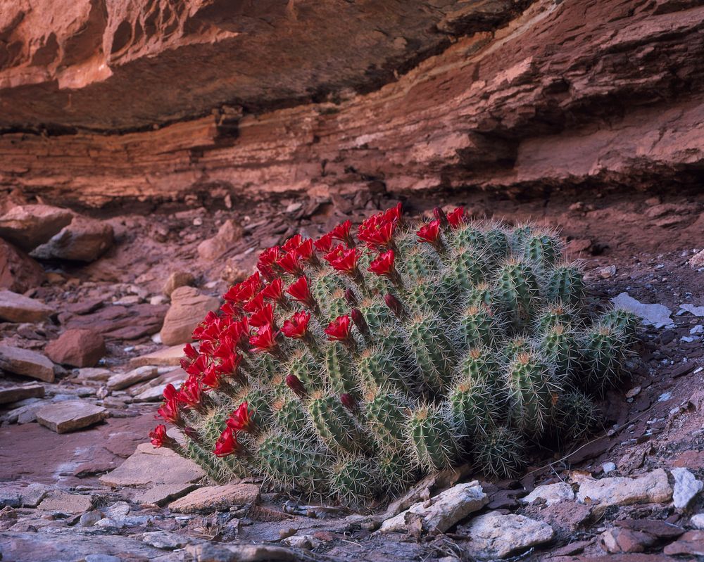Claret Cup Cactus. Original public domain image from Flickr