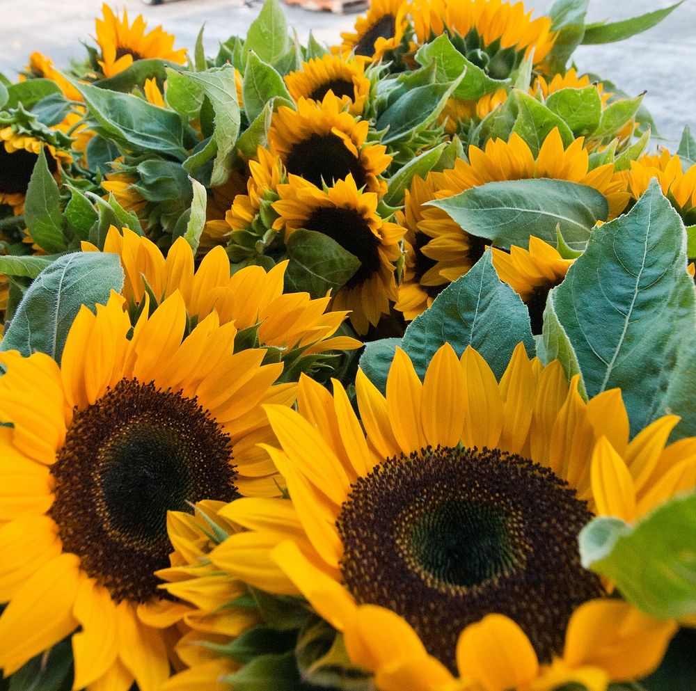 Worden Farm (www.wordenfarm.com) fresh picked organic sunflowers (decorative and edible) are ready for sale at the Saturday…