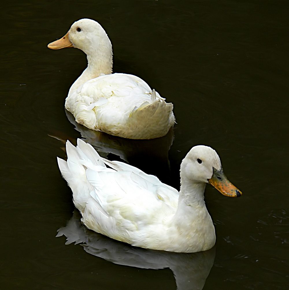 Two white ducks on water. Original public domain image from Flickr
