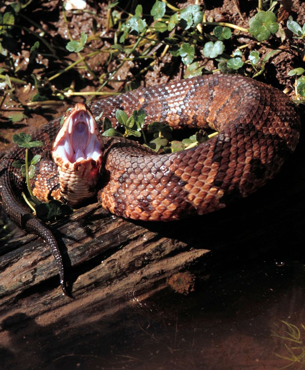 A cottonmouth water moccasin at the savannah river site.