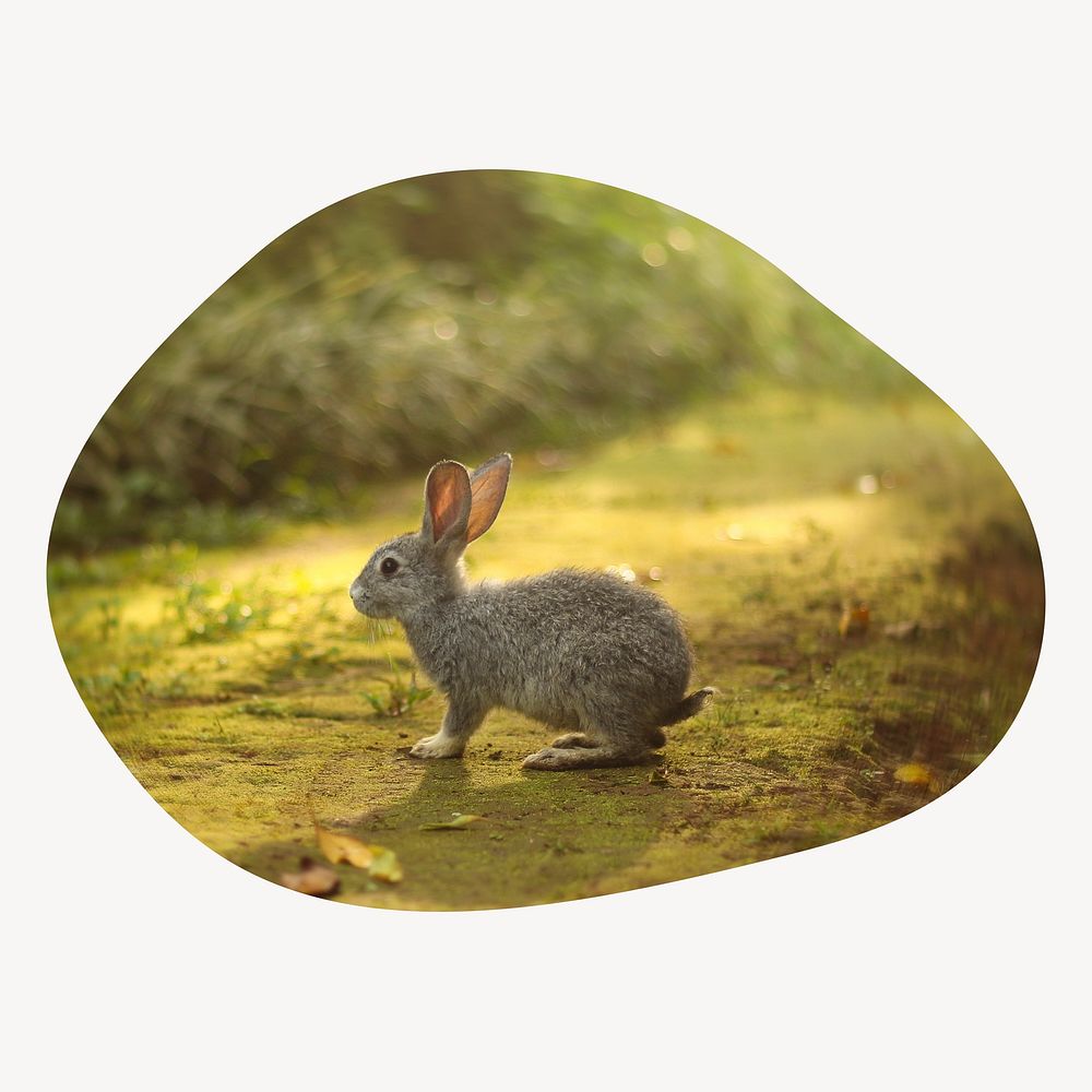 Spring rabbit blob shape badge, animal photo