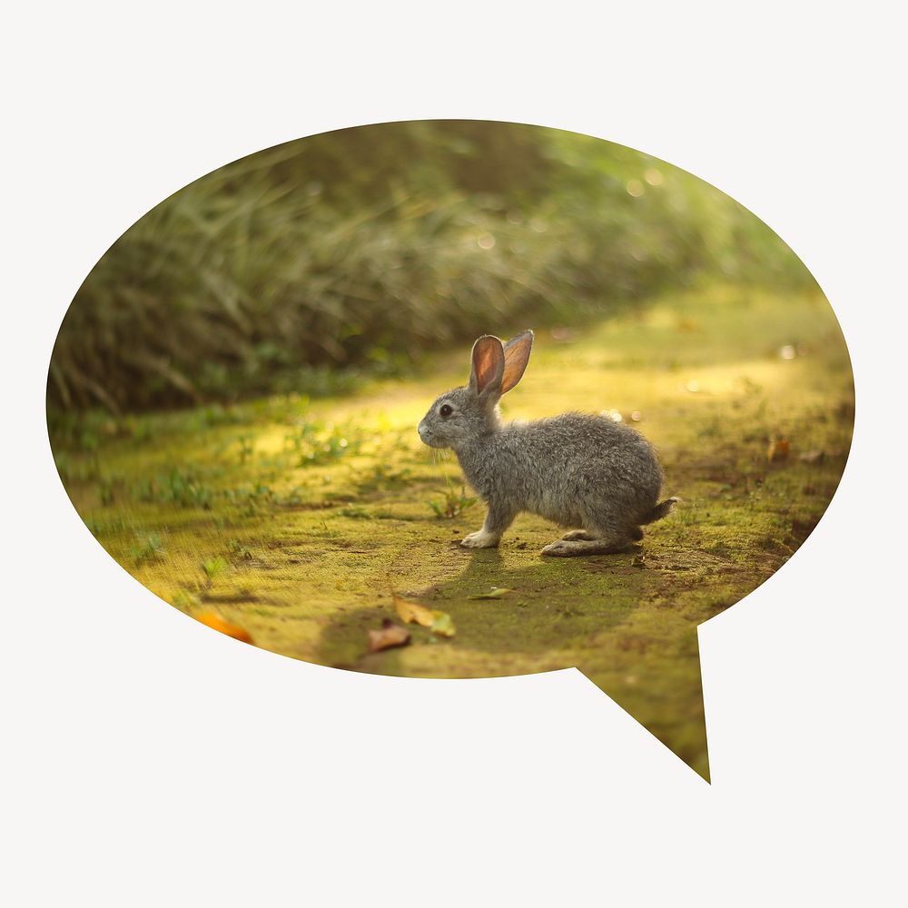 Spring rabbit speech bubble badge, animal photo