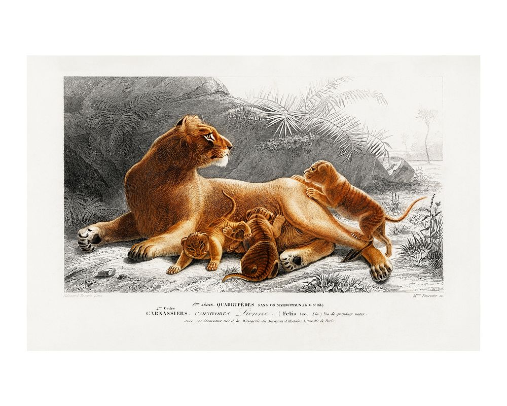Fails Leo art print (1806-1876) by Charles Dessalines D' Orbigny. Digitally enhanced from our own 1892 edition of…