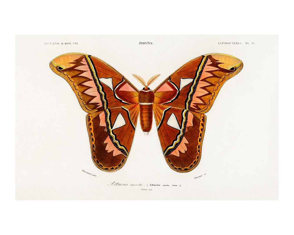 Butterfly vintage poster, Attacus Atlas Moth art print (1806-1876) by Charles Dessalines D' Orbigny. Digitally enhanced from…