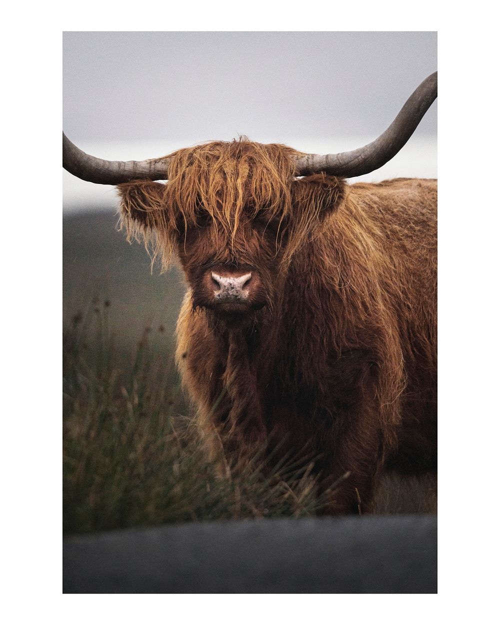 Hairy Scottish Highland cattle art print poster, wildlife wall decor