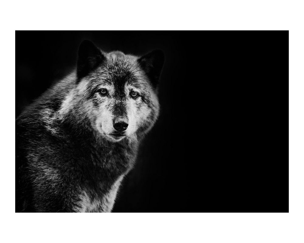 Wolf art print poster monotone, wildlife wall decor