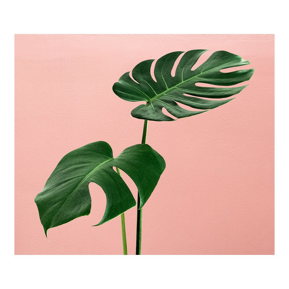 Monstera leaf art print, wall decor