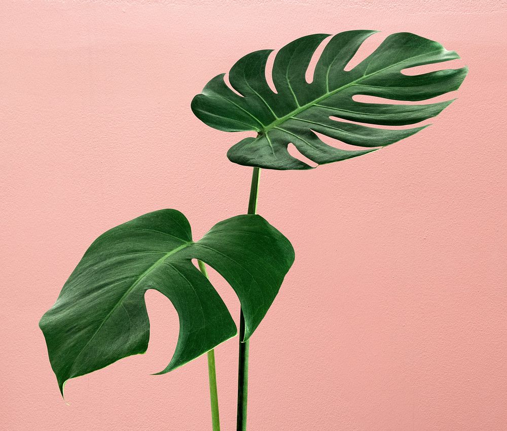 Monstera leaves, pink background