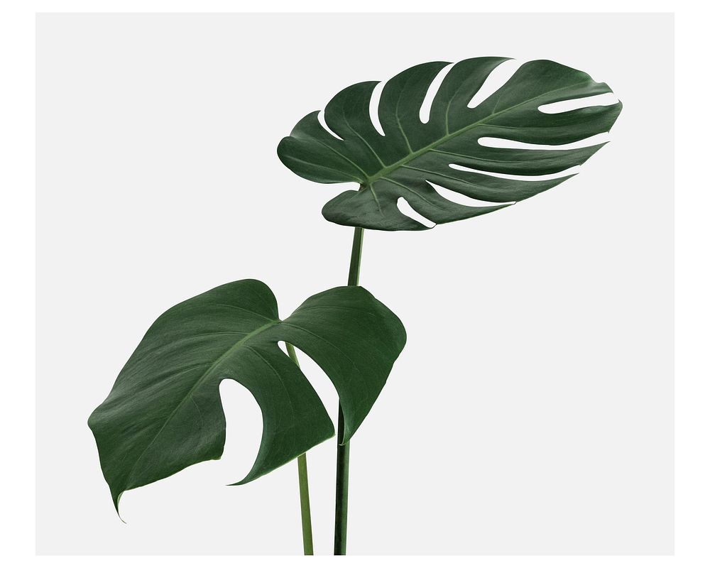 Monstera leaf art print poster, wall decor