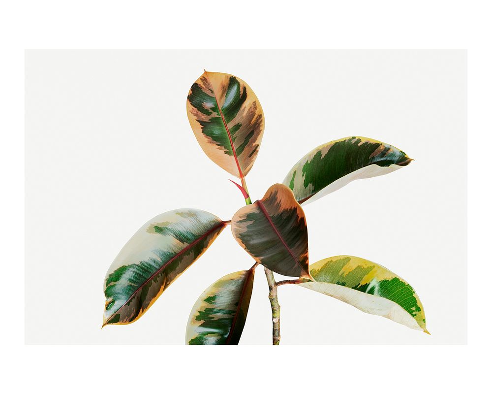 Aesthetic plant art print poster, Indian rubber plant wall decor