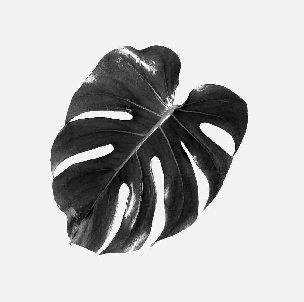 Monstera leaf background, air-purifying plant in monotone