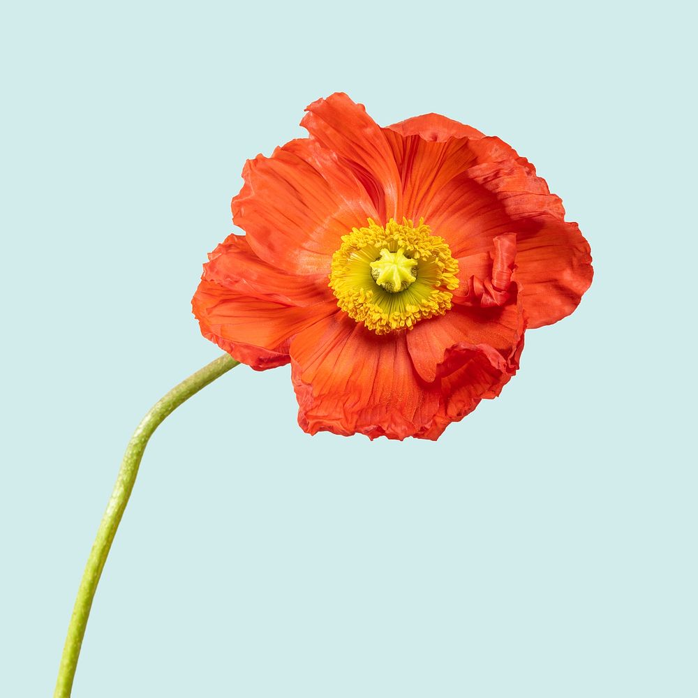 Orange poppy background, spring flower