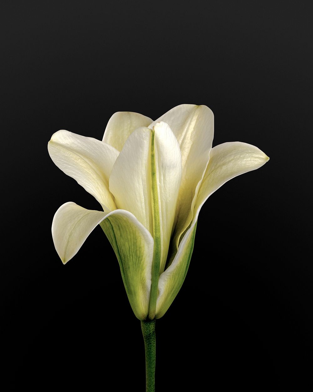 White lily flower, black background